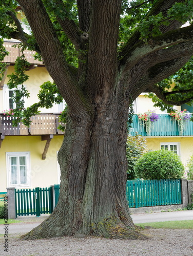 Vacation - an oak tree invites you to meditate