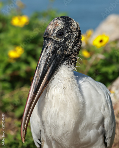 Gorgeous Wood Stork Vibrant Background