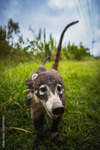 Canvas Print White-nosed coati