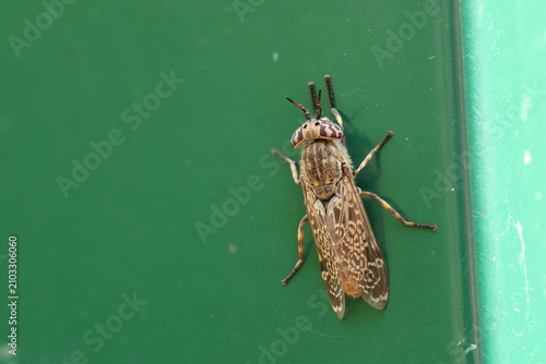 The Common Horse Fly or Notch-horned Cleg Fly Haematopota pluvialis