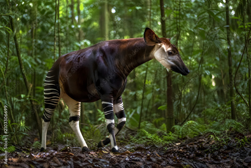 Naklejka premium Rare Okapi Standing in Dense Tropical Rainforest Habitat