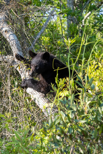 Young Black Bear in tree at Alligator River National Wildlife Refuge North Carolina