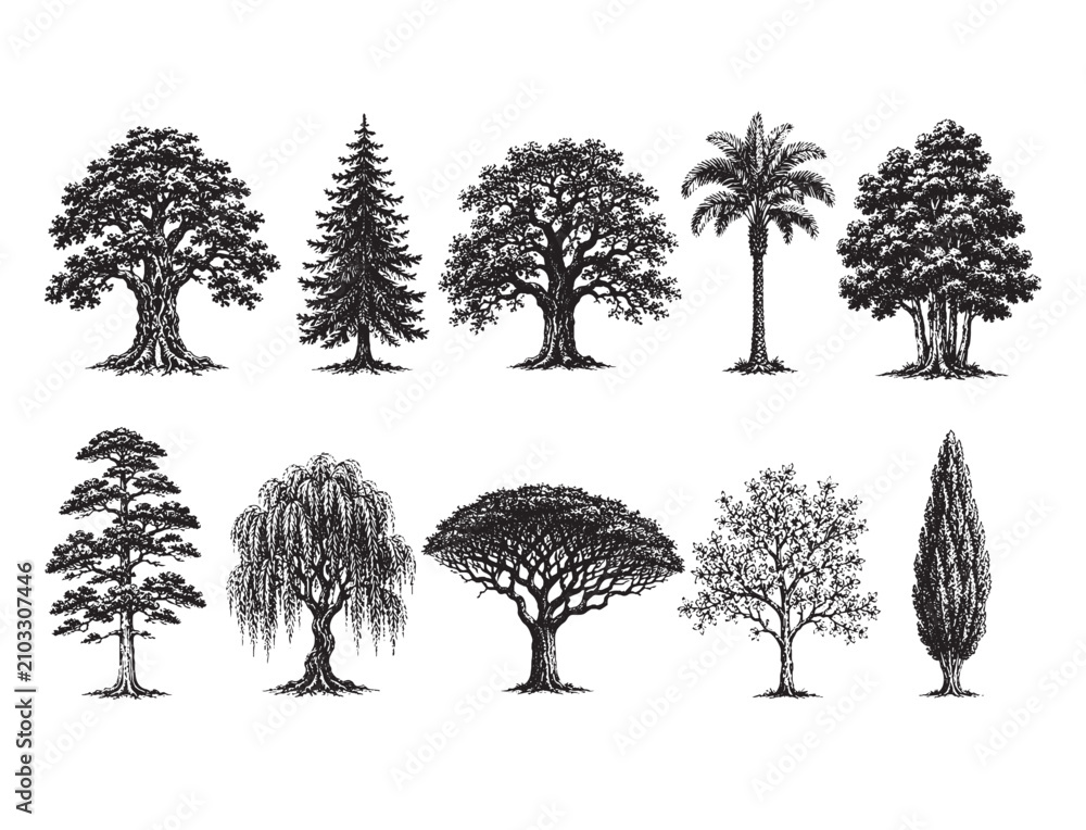 Fototapeta premium Detailed Ancient Oak Willow Cypress Tree Silhouette Set, CAD Line Art Vector for Tropical Landscape Architecture Elevation, Plant Section White