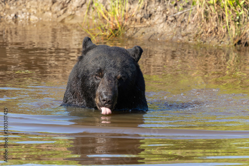 Adult Black Bear at Alligator River National Wildlife Refuge North Carolina