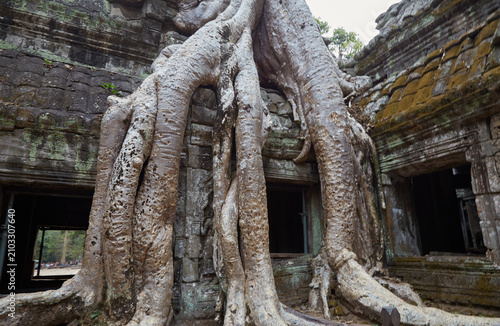 Canvas Print Ta Prohm was Jayavarman VII's first major temple, and an ancestral temple dedica