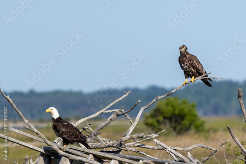American bald eagle and juvenile on beach in Virginia USA
