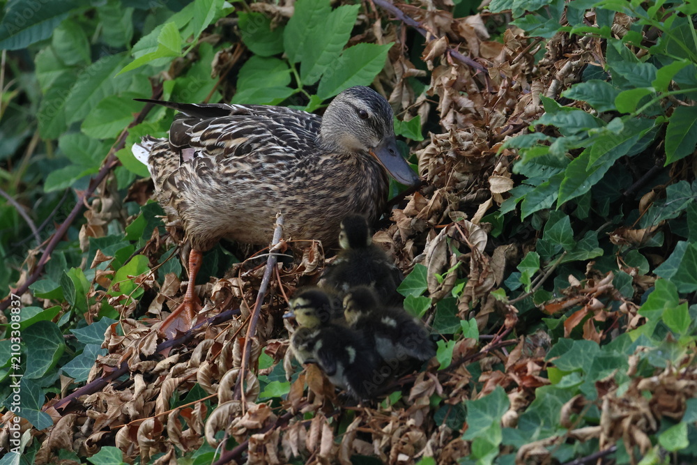 Fototapeta premium ducklings