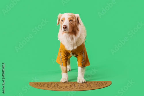 Cute Australian Shepherd do...