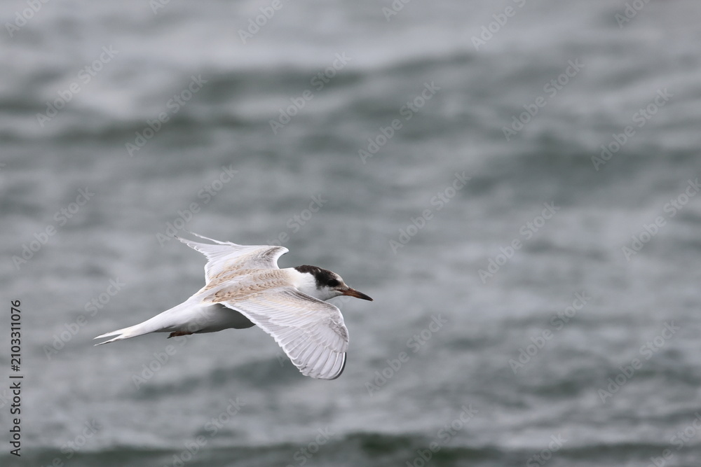 Naklejka premium common tern fledgling