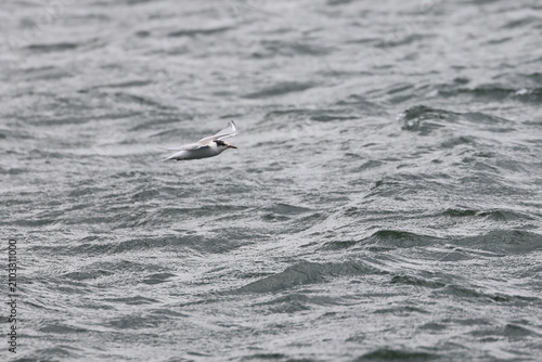 Photography common tern fledgling