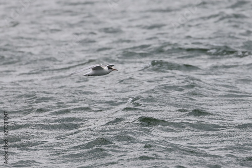 Foto common tern fledgling