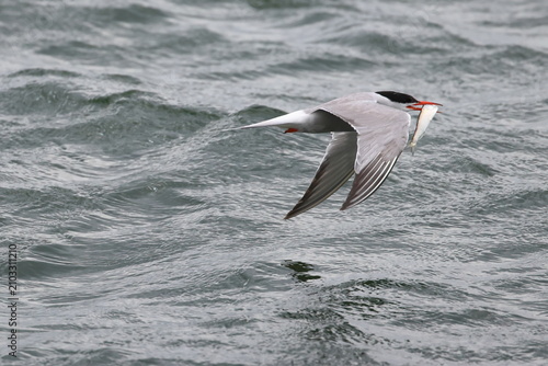 Schilderij op canvas common tern fledgling