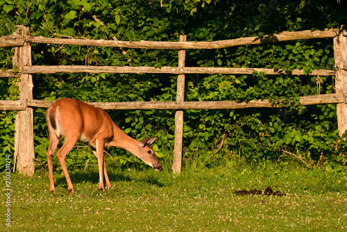Фотография Funny White Tailed Deer doe in a horse pasture looking quizzical at a pile of ho