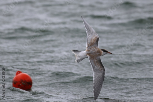 Foto common tern fledgling