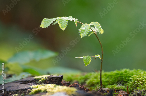 new life in the forest