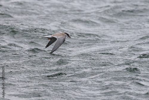 Bild auf Leinwand common tern fledgling