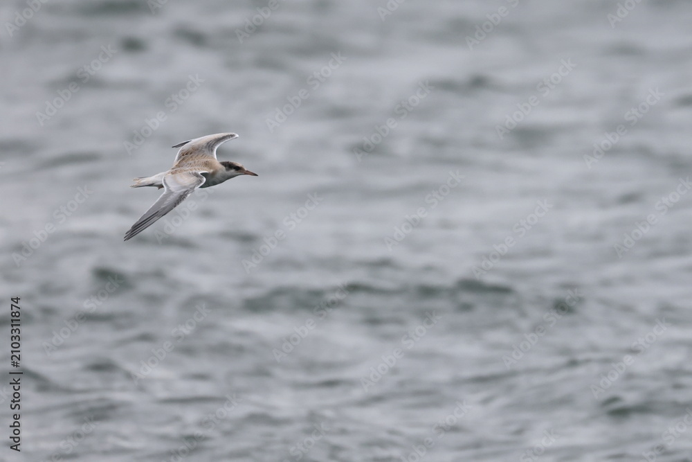 Fototapeta premium common tern fledgling