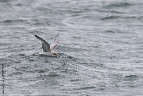 Bild auf Leinwand common tern fledgling