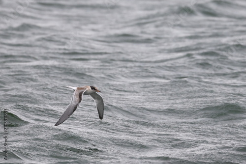 Εκτύπωση καμβά common tern fledgling