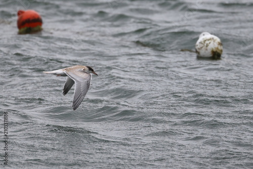 Foto common tern fledgling