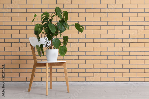 Monstera plant on chair nea...