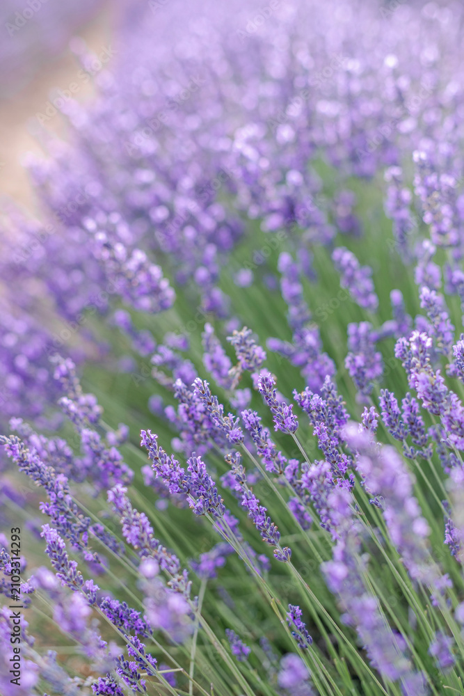 Obraz premium Sunset over a summer lavender field. Landscape with rows of lavender