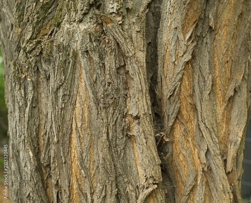 Close-up of the deeply furrowed bark of an old black locust tree (Robinia pseudoacacia).