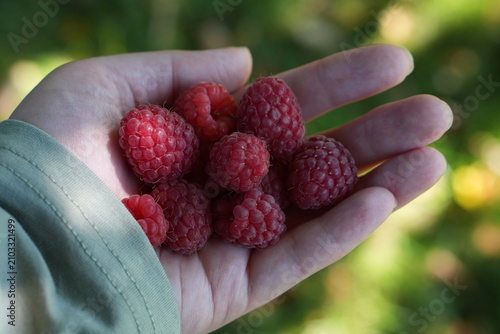 Handful of Fresh Ripe Raspberries in Garden Organic Harvest Concept