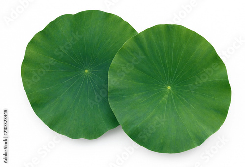 Two fresh green lotus leaves isolated on white background