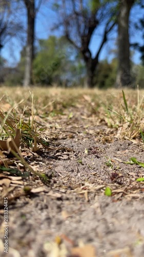 Vertical shot of red leafcutter ants carrying green leaf pieces across the ground in a public park