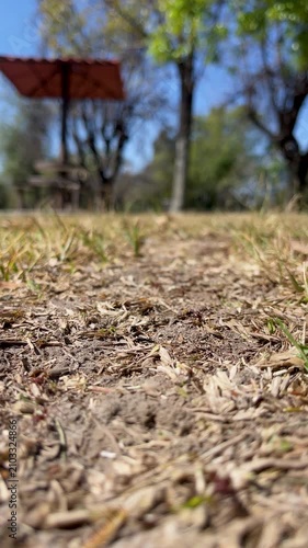 Vertical shot of red leafcutter ants carrying green leaf pieces across the ground in a public park