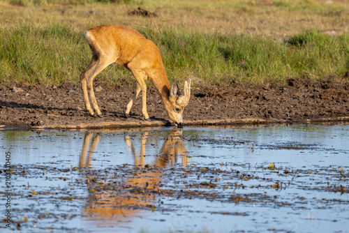 Drinking roe deer buck with water reflection in Mockelmossen nature reserve on Oland island Sweden