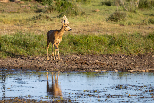 Roe deer buck standing near water in Mockelmossen nature reserve on Oland island Sweden