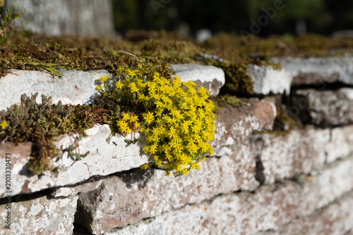 Yellow biting stonecrop sedum growing on limestone wall in Thorslunda Oland Sweden