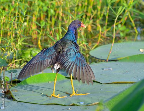 Purple gallinule (Porphyrio martinicus) in 