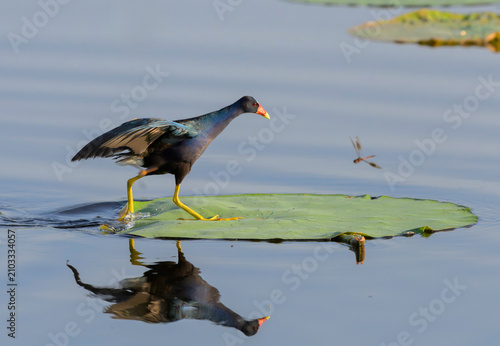 Purple gallinule (Porphyrio martinicus) walking on lotus leaf floating on lake surface, Fort Bend County, Texas, USA.