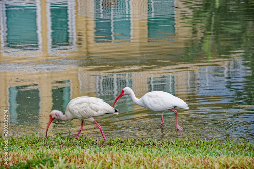 Obraz na plátne Two white ibis forage and wade in shallow pond water beside a grassy shore, with colorful building reflections on the surface creating a peaceful, natural urban wetland scene