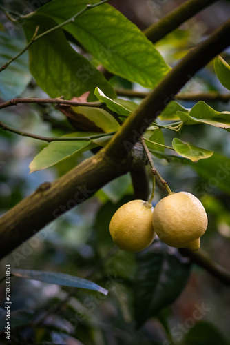 Canvastavla Two pale yellow lemons hanging on a tree branch surrounded by green leaves, clos