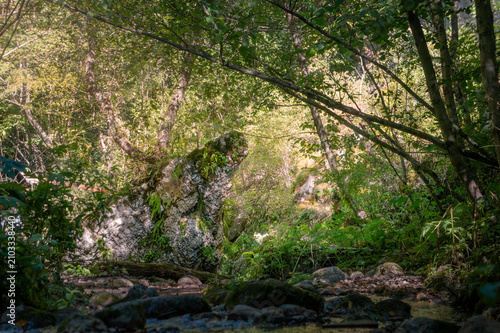 Mossy rock formation in deep green forest with sunlit trees