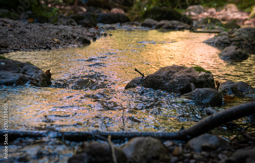 Golden sunlight reflecting on ripples of a flowing forest stream