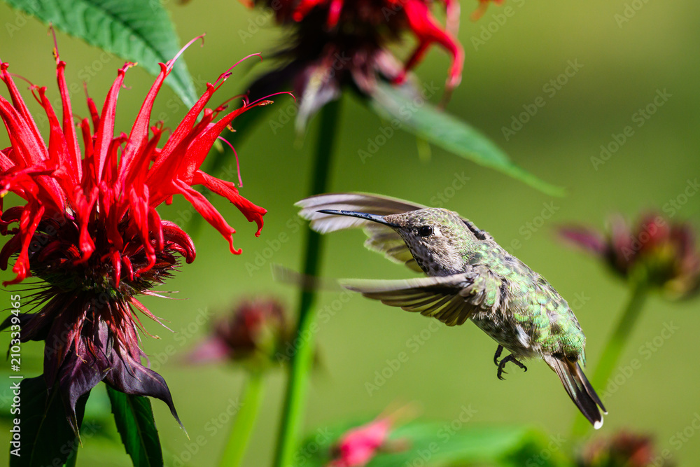 Obraz premium Anna's Hummingbird Calypte anna hovering in red bee balm flower Monarda didyma with wings forward