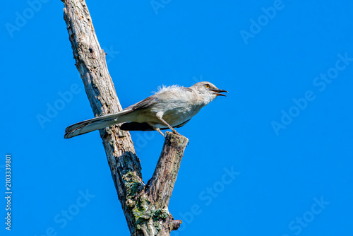 Cuadro en lienzo Squawking mockingbird