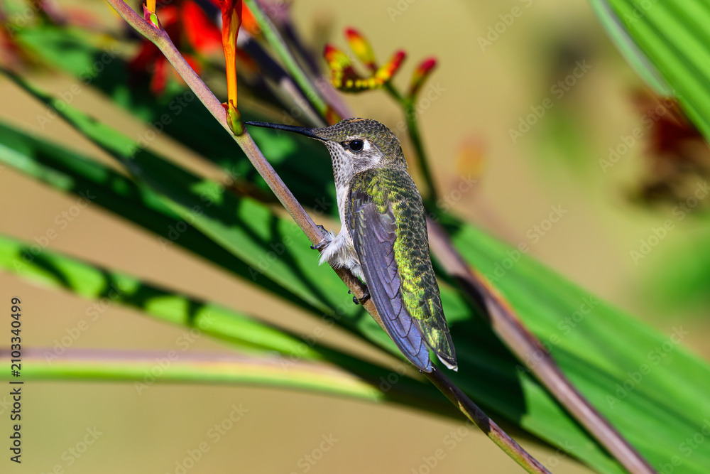 Fototapeta premium Anna's Hummingbird Calypte anna standing on stalk of Crocosmia or montbretia