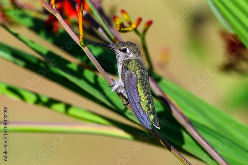 Anna's Hummingbird Calypte anna standing on stalk of Crocosmia or montbretia
