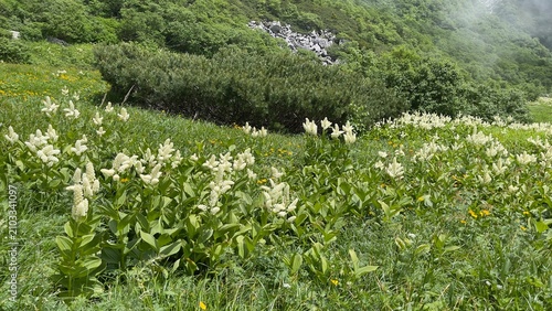 高山植物