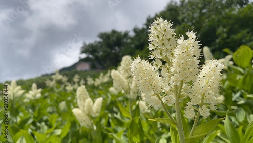 高山植物