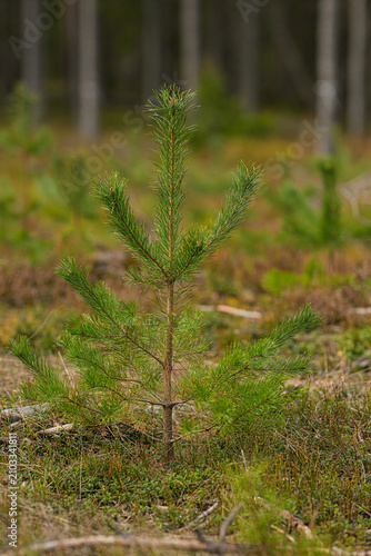 Cuadro en lienzo Young Scots pine Pinus sylvestris sapling growing in a regenerating boreal forest clearing