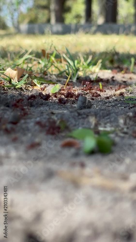 Vertical shot of red leafcutter ants carrying green leaf pieces across the ground in a public park