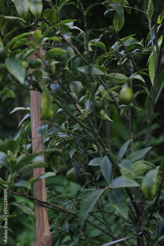 Young citrus fruit growing on a leafy tree branch supported by a wooden stake with agriculture cultivation botanical plantation