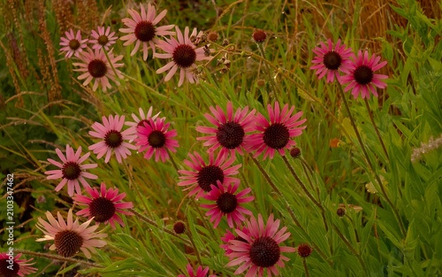 flowers in the field
